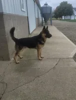 Rocket, a male German Shepherd Dog for sale in Coldwater, MI – Photo 4 of 5