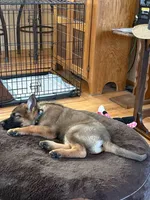 Rocket, a male German Shepherd Dog for sale in Coldwater, MI – Photo 3 of 5