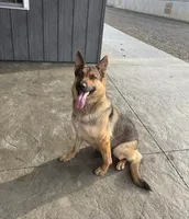 Rocket, a male German Shepherd Dog for sale in Coldwater, MI – Photo 5 of 5