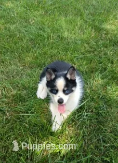 Bella – Pomsky puppy for sale in Coldwater, MI