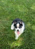 Bella, a female Pomsky for sale in Coldwater, MI – 1 of 1