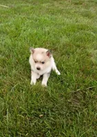 Winston , a male Pomsky for sale in Coldwater, MI – 2 of 3