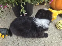 Ollie, a male Toy Australian Shepherd for sale in Coldwater, MI – Photo 3 of 4