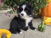 Ollie, a male Toy Australian Shepherd for sale in Coldwater, MI – Photo 1 of 4