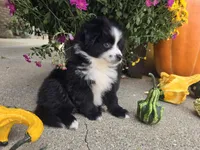 Ollie, a male Toy Australian Shepherd for sale in Coldwater, MI – Photo 2 of 4