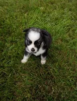 Wanda, a female Pomsky for sale in Coldwater, MI – 3 of 3