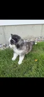 Ivory~Ready now, a female Pomsky for sale in Coldwater, MI – 2 of 2
