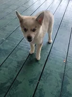 Winston , a male Pomsky for sale in Coldwater, MI – 2 of 3
