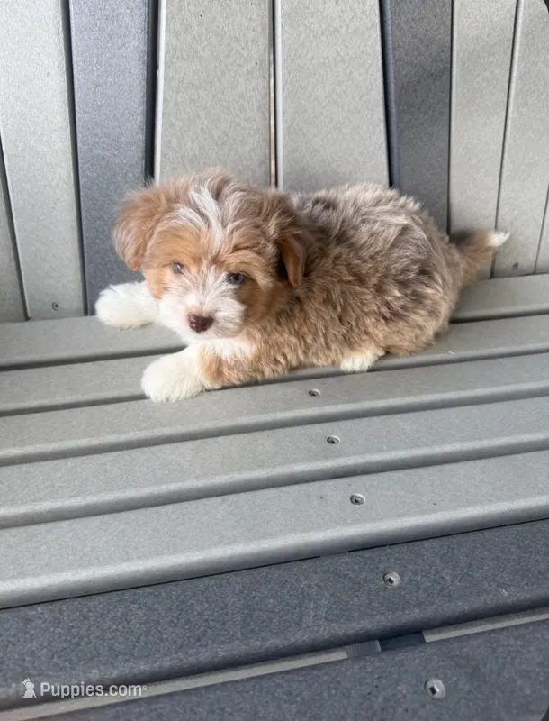 Ranger – Havanese, Toy Australian Shepherd puppy for sale in Coldwater, MI