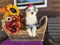 Maria, a female Toy Australian Shepherd for sale in Coldwater, MI – 2 of 9