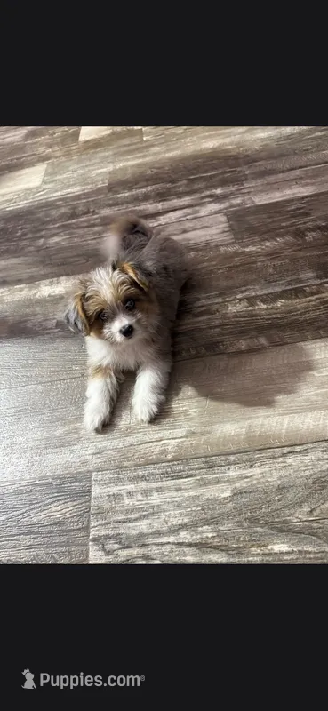 Beauty  – Havanese, Toy Australian Shepherd puppy for sale in Coldwater, MI