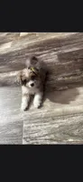 Beauty , a female Havanese and Toy Australian Shepherd for sale in Coldwater, MI – 1 of 8