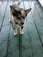 Waylon , a male Pomsky for sale in Coldwater, MI – 2 of 4