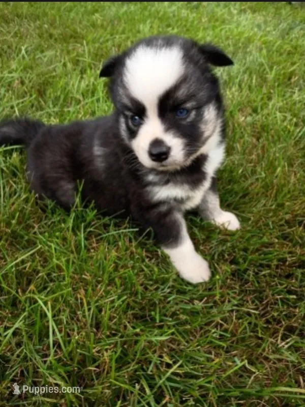 Wanda – Pomsky puppy for sale in Coldwater, MI