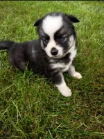Wanda, a female Pomsky for sale in Coldwater, MI – 1 of 3