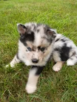 Waylon , a male Pomsky for sale in Coldwater, MI – 2 of 3