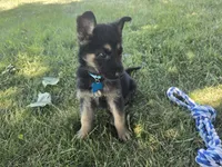Prince, a male German Shepherd Dog for sale in Coldwater, MI – 3 of 5