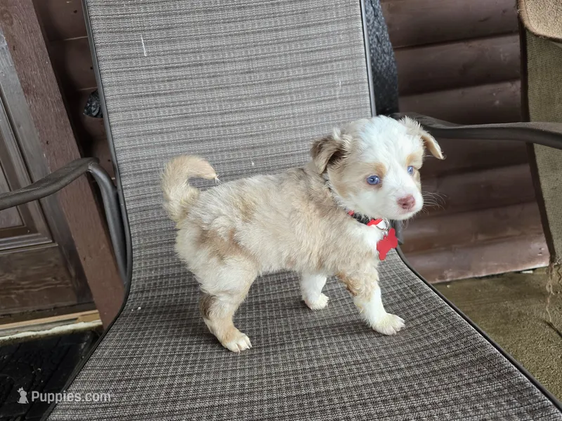 Red merle  – Toy Australian Shepherd puppy for sale in Coldwater, MI