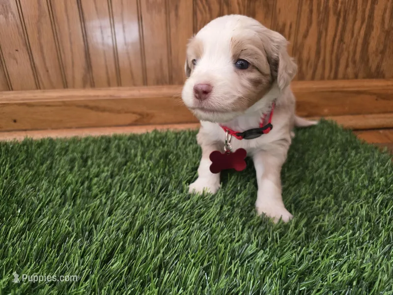 Red merle  – Toy Australian Shepherd puppy for sale in Coldwater, MI