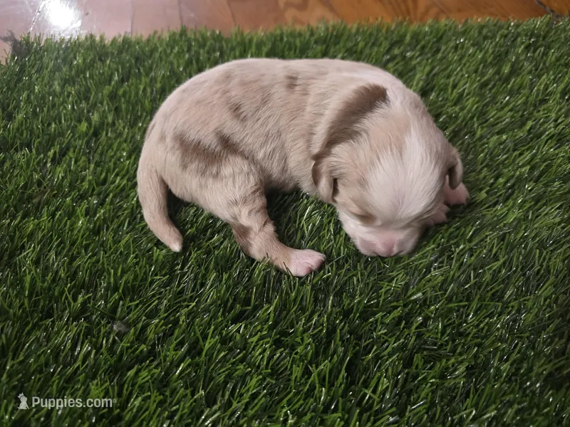 Red merle  – Toy Australian Shepherd puppy for sale in Coldwater, MI