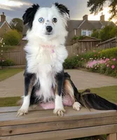 Upcoming litter, a  Toy Australian Shepherd for sale in Coldwater, MI – Photo 2 of 2