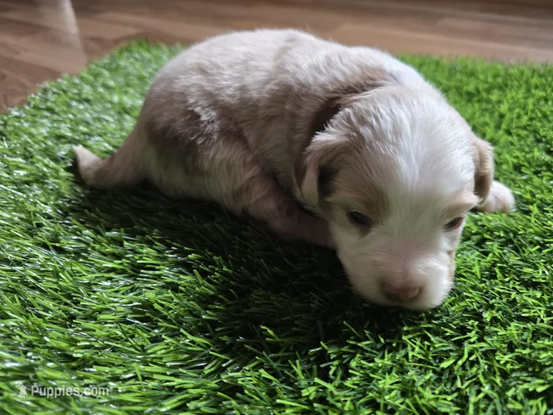 Red merle  – Toy Australian Shepherd puppy for sale in Coldwater, MI