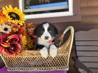 Ace, a male Toy Australian Shepherd for sale in Coldwater, MI – 2 of 5