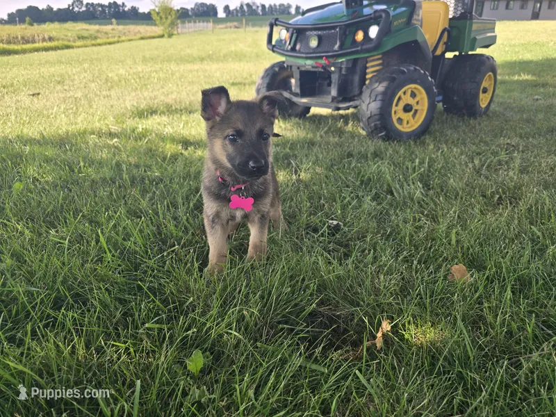 Stella – German Shepherd Dog puppy for sale in Coldwater, MI