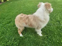 Marshall, a male Toy Australian Shepherd for sale in Coldwater, MI – Photo 6 of 6