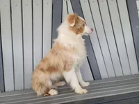 Marshall, a male Toy Australian Shepherd for sale in Coldwater, MI – Photo 3 of 6