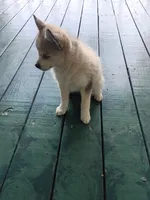 Winston , a male Pomsky for sale in Coldwater, MI – 3 of 3