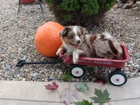 Red merle male, a male Toy Australian Shepherd for sale in Coldwater, MI – 2 of 3