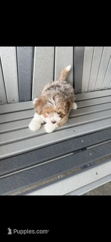 Ranger – Havanese, Toy Australian Shepherd puppy for sale in Coldwater, MI