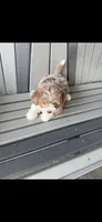 Ranger, a male Havanese and Toy Australian Shepherd for sale in Coldwater, MI – 1 of 1
