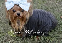 Clara, a female Yorkshire Terrier for sale in Pflugerville, TX – 8 of 8