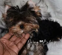 Maeve, a female Yorkshire Terrier for sale in Pflugerville, TX – 3 of 10