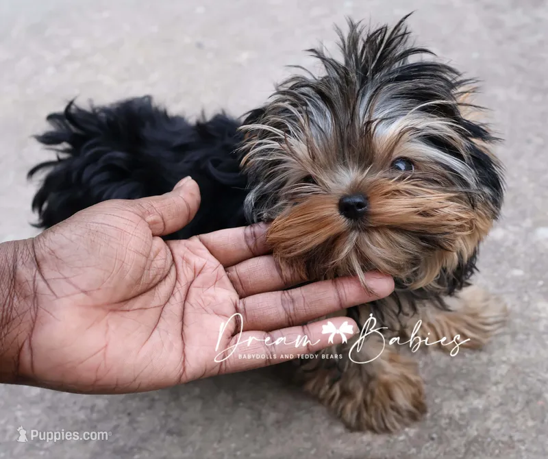 Maeve – Yorkshire Terrier puppy for sale in Pflugerville, TX