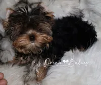 Maeve, a female Yorkshire Terrier for sale in Pflugerville, TX – 4 of 10