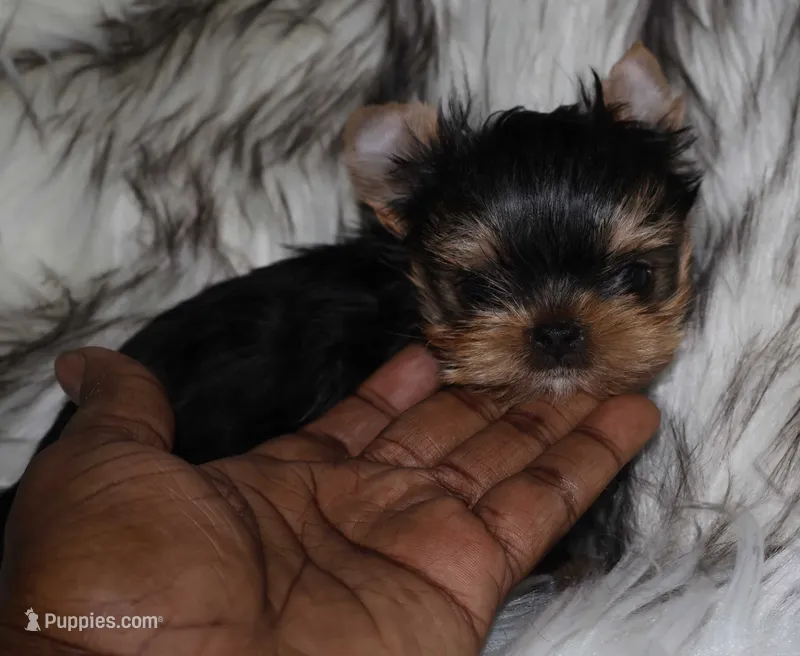 Aspen – Yorkshire Terrier puppy for sale in Pflugerville, TX