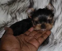 Aspen, a male Yorkshire Terrier for sale in Pflugerville, TX – 1 of 8
