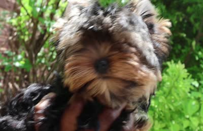Maeve, a female Yorkshire Terrier for sale in Pflugerville, TX – 5 of 10