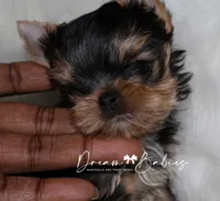 Aspen, a male Yorkshire Terrier for sale in Pflugerville, TX – 7 of 8