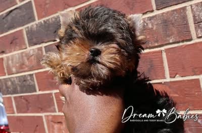Loki, a female Yorkshire Terrier for sale in Pflugerville, TX – 7 of 7