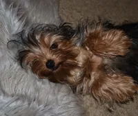 Kinder, a male Yorkshire Terrier for sale in Pflugerville, TX – 1 of 5