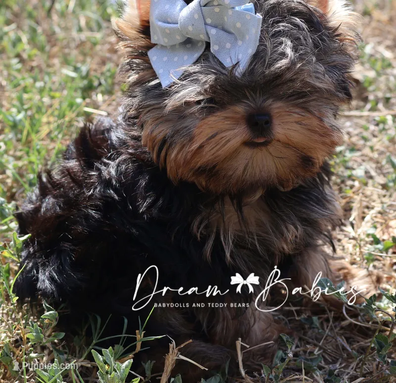 Loki – Yorkshire Terrier puppy for sale in Pflugerville, TX