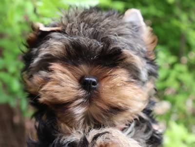 Maeve, a female Yorkshire Terrier for sale in Pflugerville, TX – 10 of 10