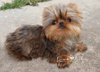 Hershey, a male Yorkshire Terrier for sale in Pflugerville, TX – Photo 1 of 6