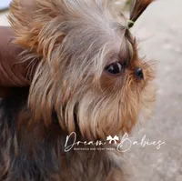 Hershey, a male Yorkshire Terrier for sale in Pflugerville, TX – Photo 2 of 6