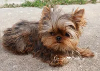 Hershey, a male Yorkshire Terrier for sale in Pflugerville, TX – Photo 6 of 6