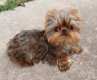 Hershey, a male Yorkshire Terrier for sale in Pflugerville, TX – Photo 3 of 6